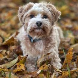 Emil_Schulhund